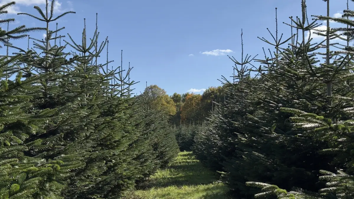 Einblick in unsere Baumschonung mit einer großen Auswahl an frisch gewachsenen Weihnachtsbäumen