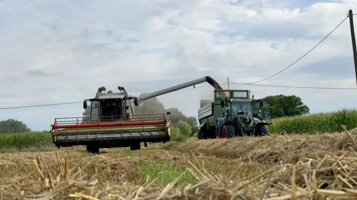 Mähdrescher bei der Getreideernte auf einem Feld der Familie Hollmann-Raabe