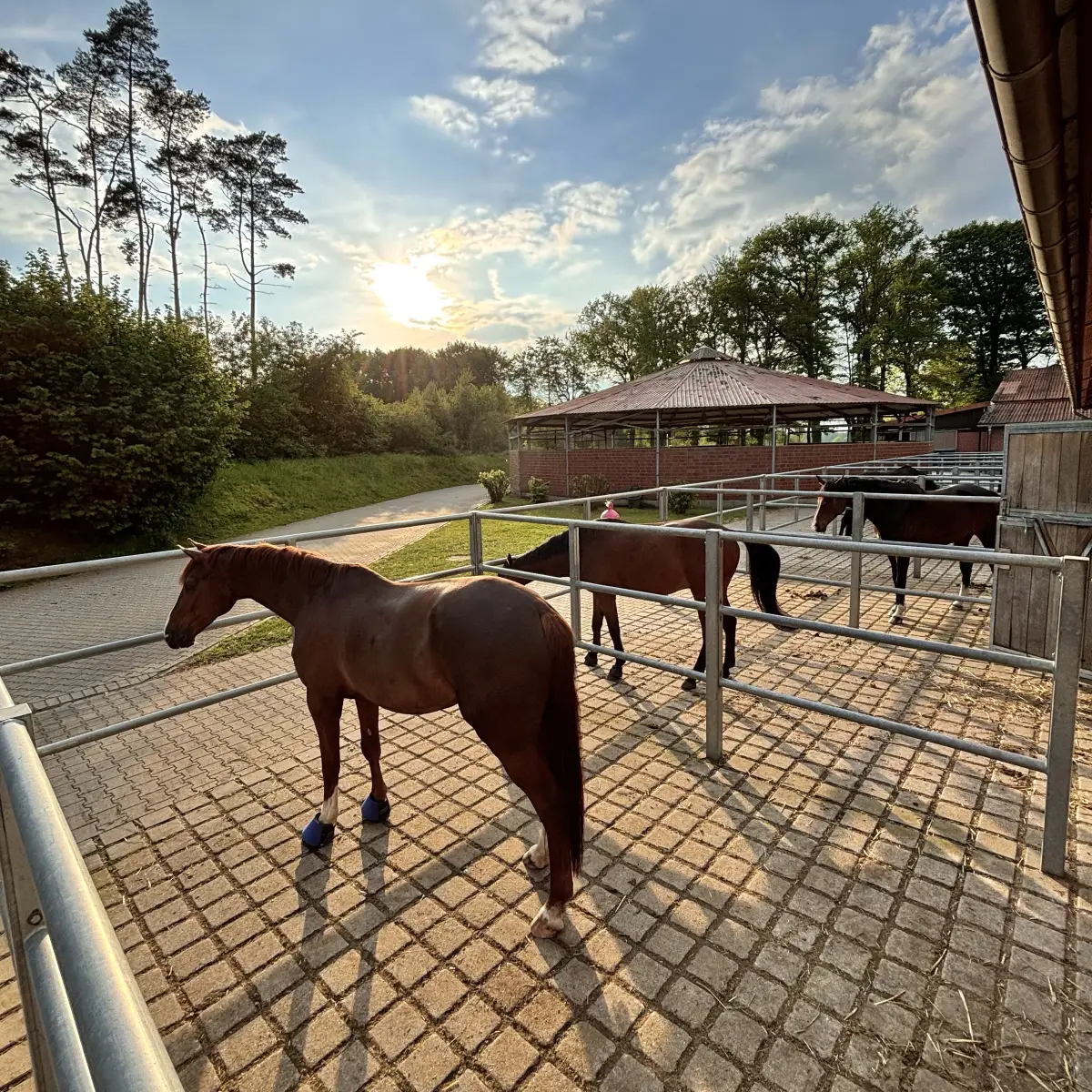 Pferd im Paddock vor den Boxen der Reitsportanlage Hollmann-Raabe in der Abendsonne