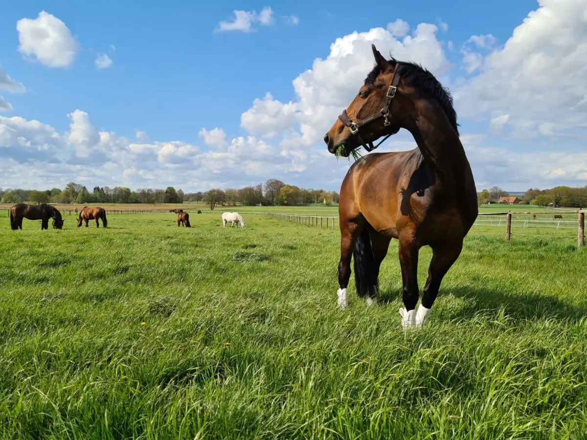 Braunes Pferd auf einer weitläufigen Weide der Reitsportanlage Hollmann-Raabe unter blauem Himmel