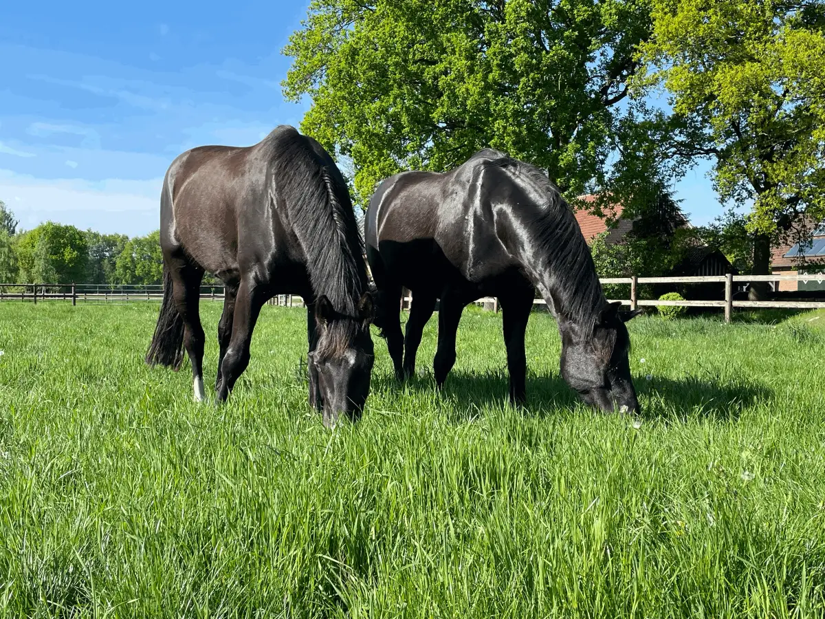 Zwei dunkle Pferde grasen auf einer sonnigen Weide